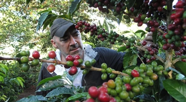 La peligrosa ruta del café