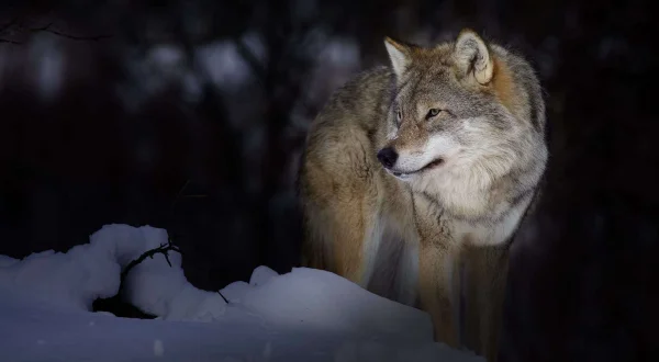 Vilde Lapland