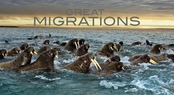 Great Migrations