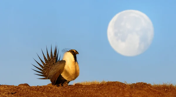 Wilde Kant van de Maan