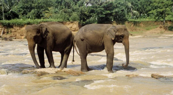 Asiens geheime Wildnis