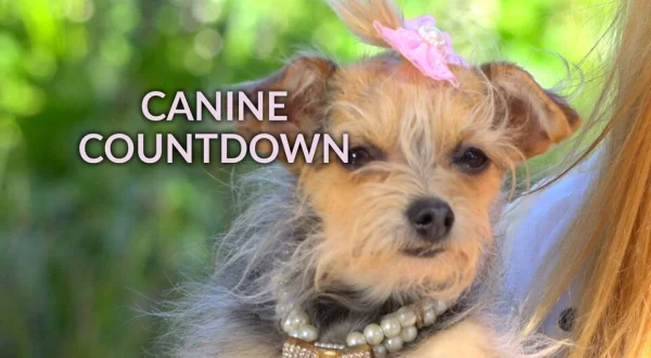 Canine Countdown