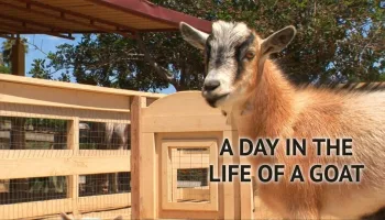 A Day in the Life of a Goat