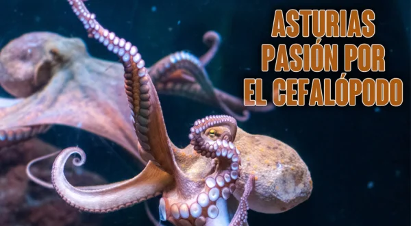 Asturias, pasión por el cefalópodo