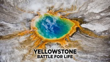 Yellowstone