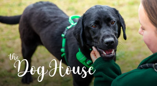 The Dog House