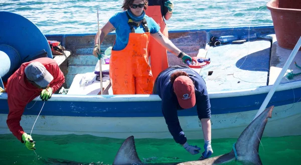 Great White Mama: Schwangere Weiße Haie