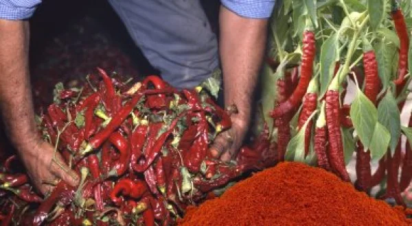 Pimentón artesanal. Cultivo, ahumado y elaboración de este condimento natural culinario