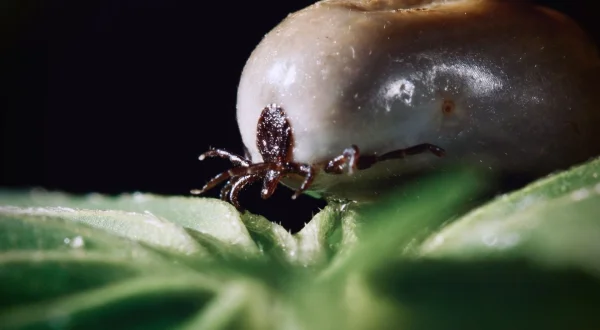 Parasiten packen aus