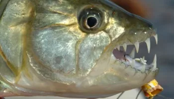 Pescavventura Fly Tour 2