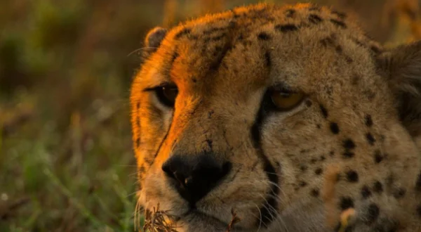 Grandes especies de África