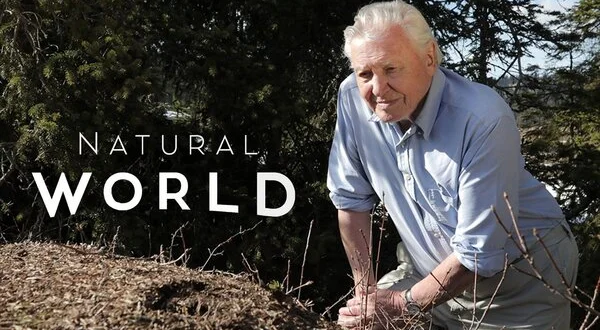 Natural World
