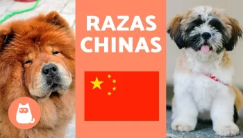 Características de diferentes razas