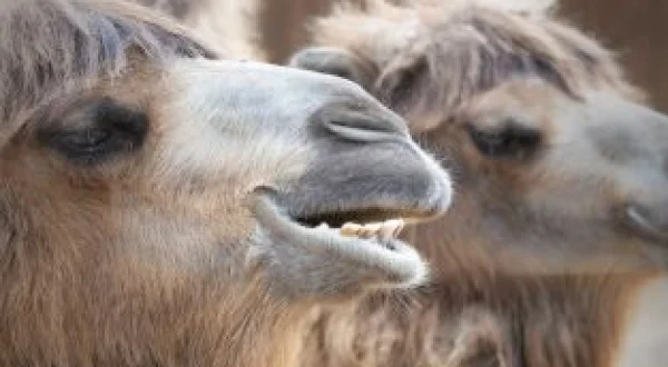 One Zoo Three: Visita al veterinario