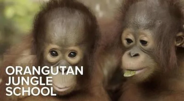 Orangutan Orman Okulu
