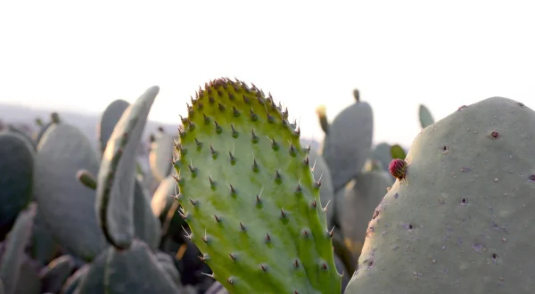 Nopal – Der Alleskönner aus Mexiko