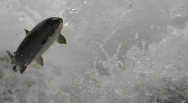 Auf der Suche nach dem Monsterfisch