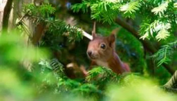 Die verrückte Welt der Hörnchen