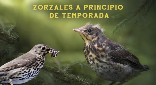 Zorzales a principio de temporada