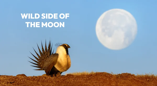 Wild Side Of The Moon