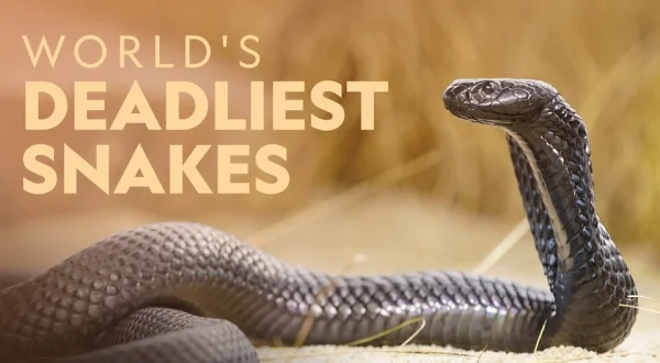 World's Deadliest Snakes