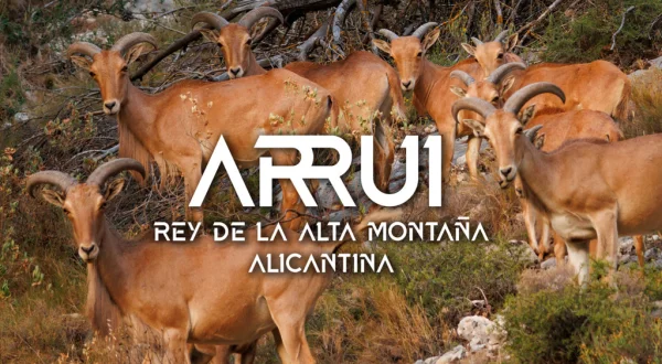 El rey de la alta montaña alicantina