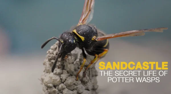Sandcastle: The Secret Life of Potter Wasps