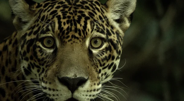 Jaguar: Jungle Icon of Guyana