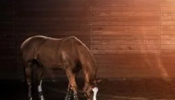 Equitazione: Global Champions Tour: Roma
