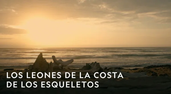 Los leones de la Costa de los Esqueletos
