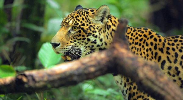 Jaguar: ikona džungle Gvajane