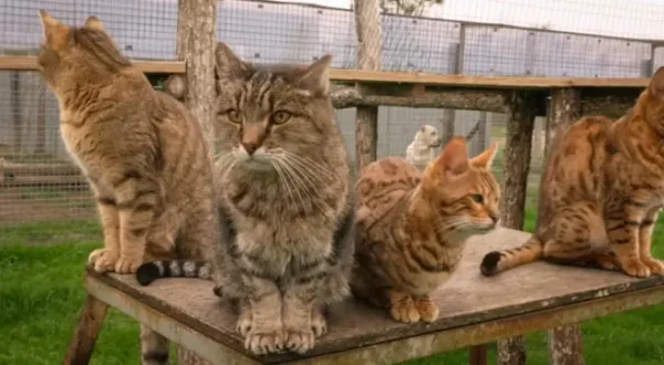 La vie secrète des chats