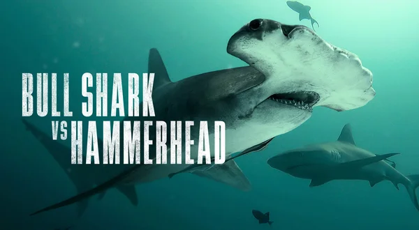 Bull Shark vs. Hammerhead
