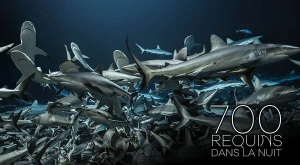 700 requins dans la nuit