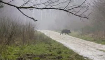 Grandes chasses en Seine-Maritime