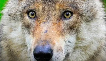 La battaglia dei predatori
