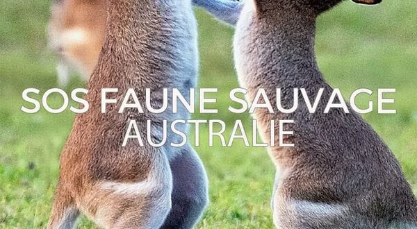 SOS faune sauvage - Australie