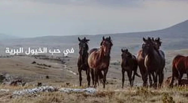 In Love With Wild Horses