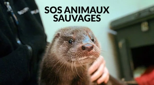 SOS animaux sauvages
