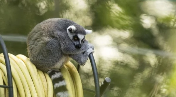 Une saison au zoo