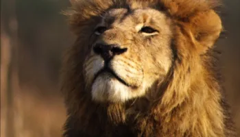 Africa's Deadly Kingdom
