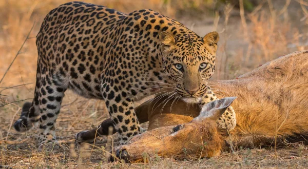 Κυνηγός Εναντίον Κυνηγημένου | Predator v Prey