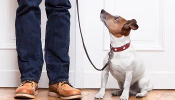 Cesar Millan: Better Human Better Dog – Bessere Menschen, bessere Hunde