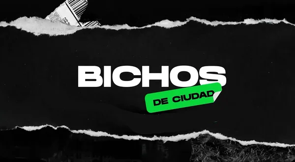 Bichos de ciudad