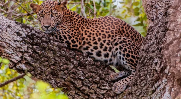 Asia's Wild Secrets