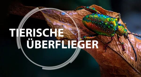 Tierische Überflieger