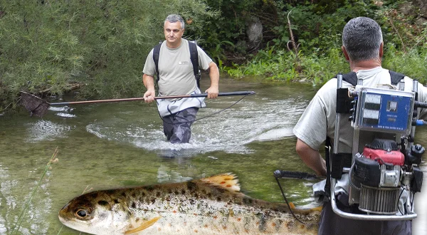 Pesca eléctrica para el control de peces sin riesgo. Medición y pesado en la naturaleza