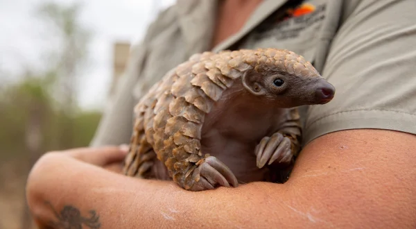 Baby Animal Rescue
