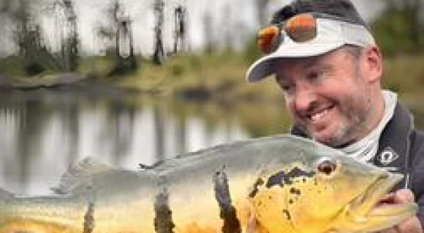 Peacock Bass, prédateur amazonien