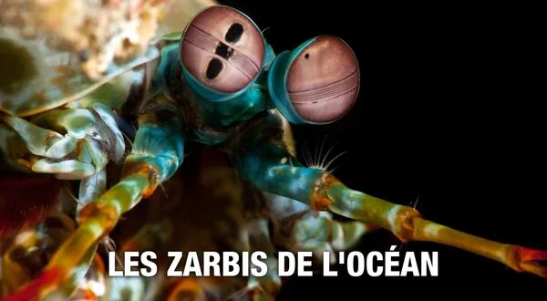 Les zarbis de l'océan